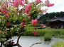 경주 서출지 풍경