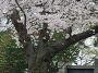 학성공원 벚꽃