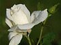 White Rose of Athe..