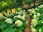 6/17 당진 삼선산수목원,..