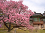 3/25 창덕궁, 창경궁 일정