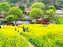 4/22 경북 예천 회룡포 봄..