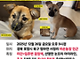 강아지를 찾습니다