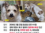 이 강아지 눈여겨 봐 주세..