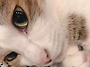 육아