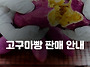 고구마빵