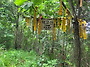 2026/07/05 영월지맥 칠송..