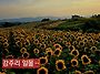 더운날 해바라기 출사&#4514;