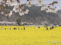 구리 유채꽃 축제 알림