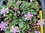 풍로초