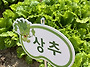 유치원 텃밭 가꾸기 &#1..