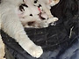 삼촌과 고양이