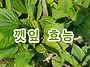 깻잎의 효능 10가지