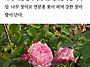 메어로즈 장미