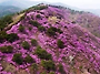 강화 고려산 진달래 축제 ..