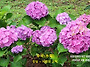 &#65308;수국-水菊&#65310;- ..