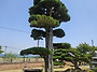 조경 특수목.소나무.향나무..