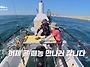 떼농어