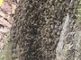 자연산 목청