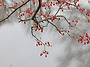 구례산수유