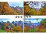 설악산 흘림골 한계령 단풍..