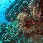 great barrier r..