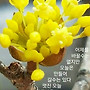 천연 약담초