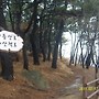 설중매(선암호수공원)