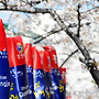 진해 웅산 진해군항제 20..