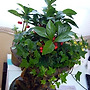 실내공기 정화식물, ..
