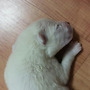복실이 축카해주세요.