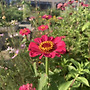 [Ediable garden..