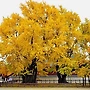 銀杏ginkgo, 銀行ba..