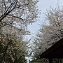 동네벚꽃구경