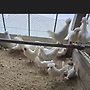 관상닭 소형품종 분양..