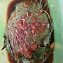 삼천원의 행복.(생깻잎..