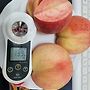 딱딱이복숭아
