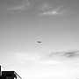 fly