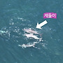 제돌이와 오래, 쌘돌이..