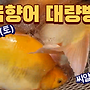 ▥▥ [실시간]황금향어..
