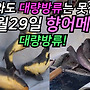 눈이와도 대량방류는 ..