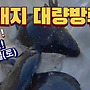 ▥▥ [실시간] 엘보주..