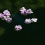 floating flower