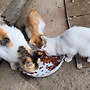 식사중인 냥이