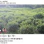쌍계사 차시배지