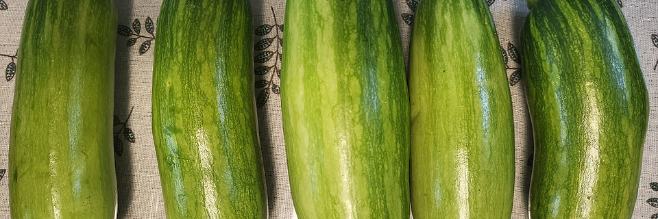 텃밭의 매력을 아시나요