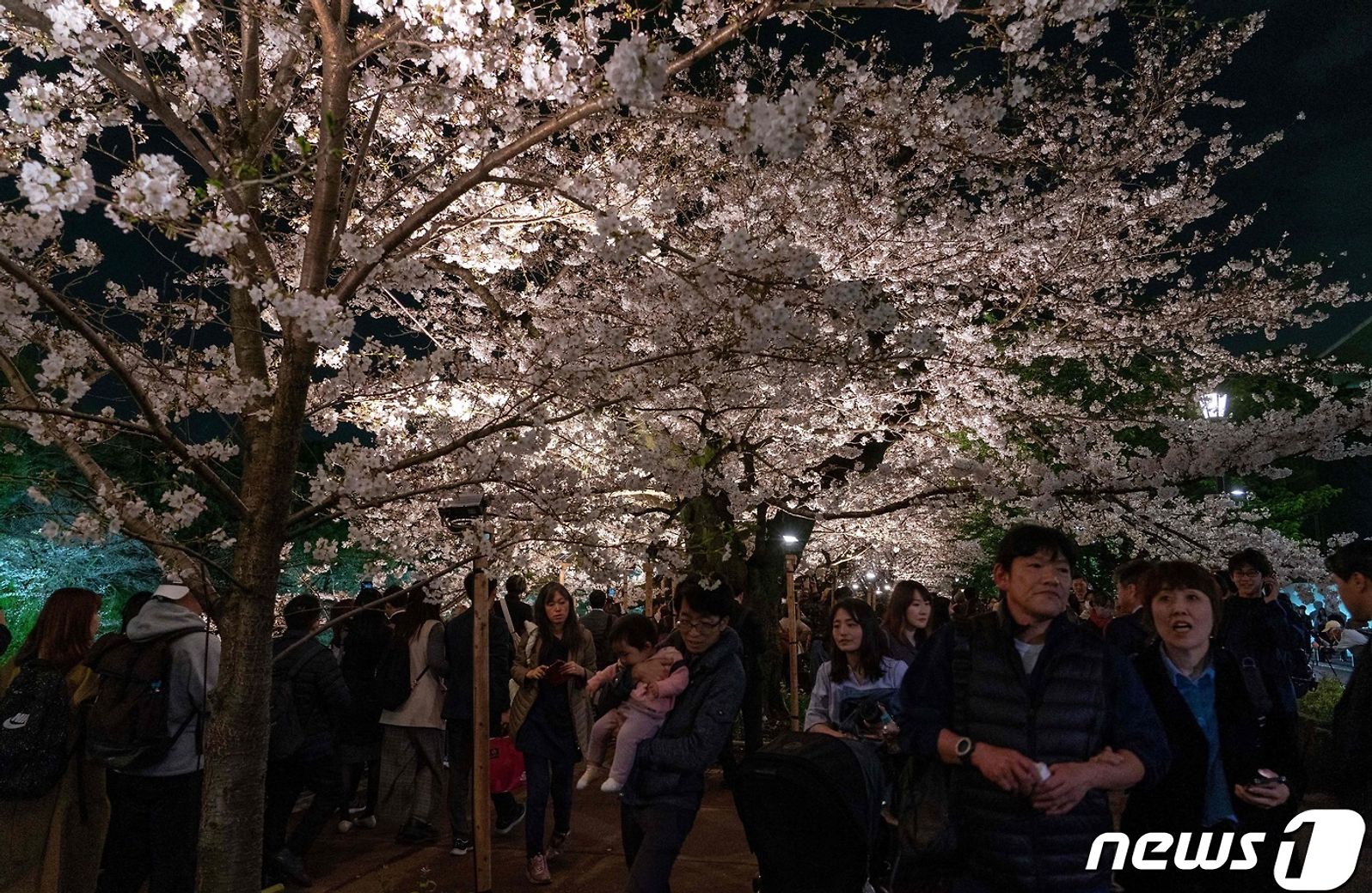 도쿄 왕궁 주변 흐드러지게 핀 벚꽃 즐기는 日 시민