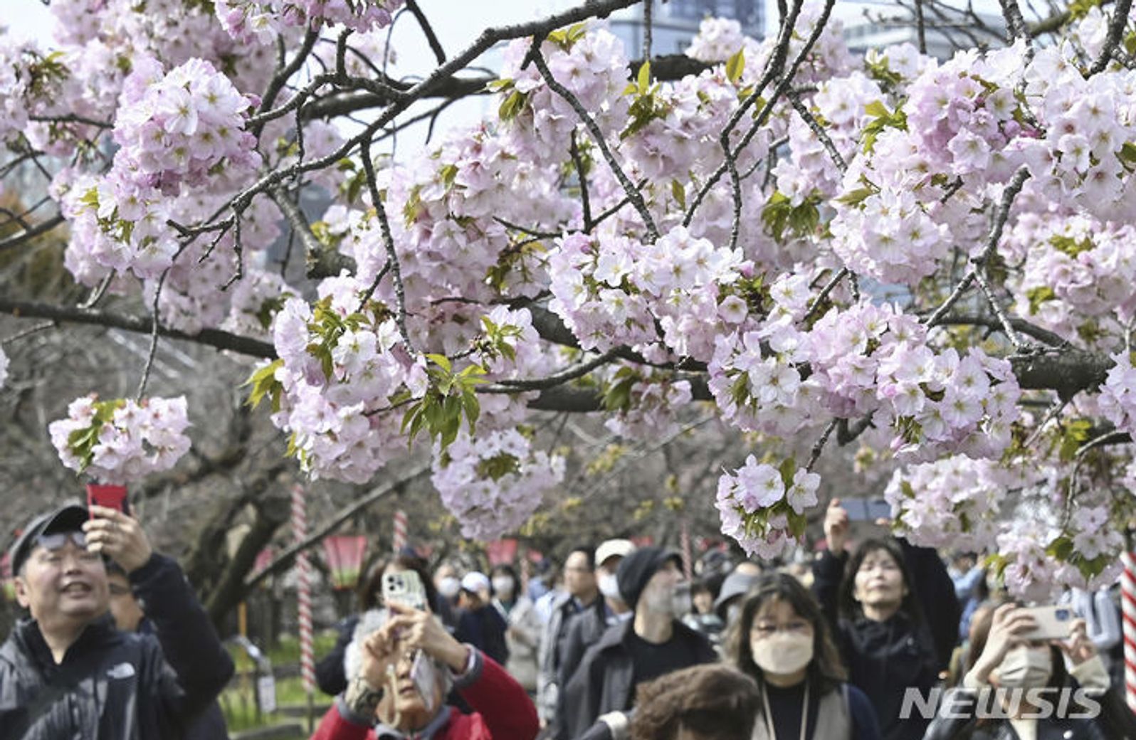만개한 벚꽃 사진에 담는 사람들