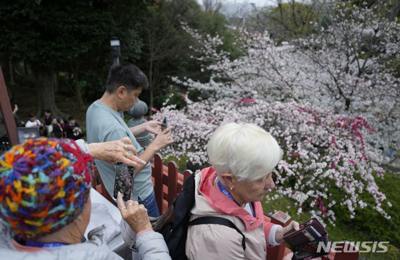 벚꽃 촬영 여념 없는 방문객들