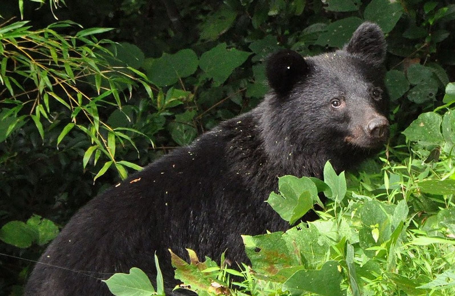 일본에서 포획 허용된 곰